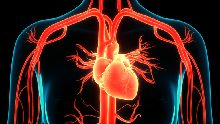 Heart