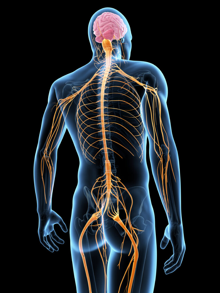 Nervous System