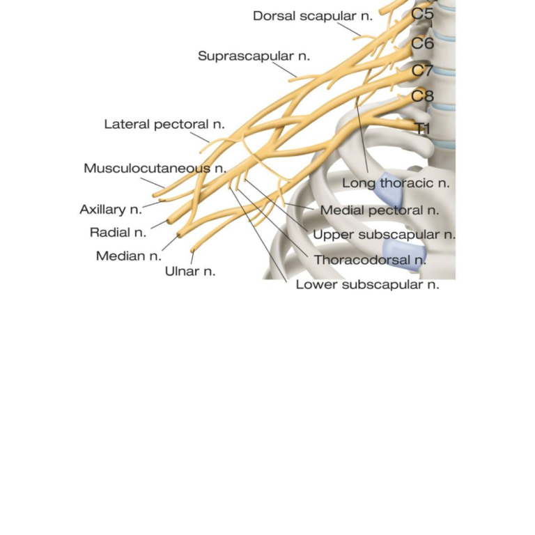 usesbrachialplexusblock 2