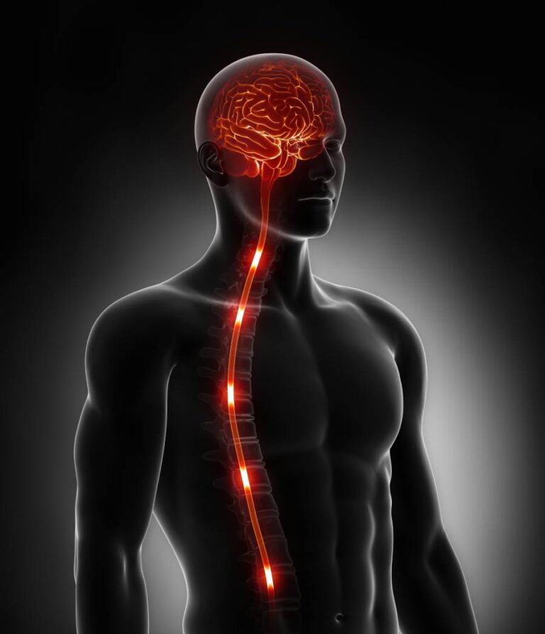 Spinal Cord